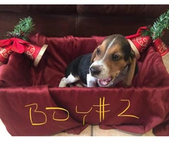 Adorable purebred Christmas beagle puppies for sale - 5