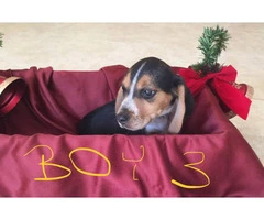Adorable purebred Christmas beagle puppies for sale - 6