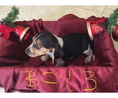Adorable purebred Christmas beagle puppies for sale - 7