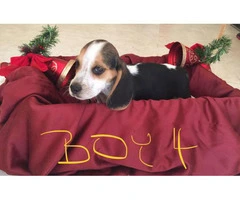 Adorable purebred Christmas beagle puppies for sale - 8