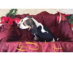 Adorable purebred Christmas beagle puppies for sale - 9