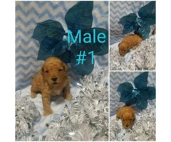 3 Poodle Puppies for sale