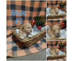 3 Poodle Puppies for sale - 2