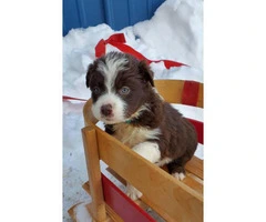 5 female Aussie puppies available