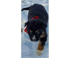 5 female Aussie puppies available - 2
