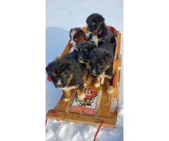 5 female Aussie puppies available - 3