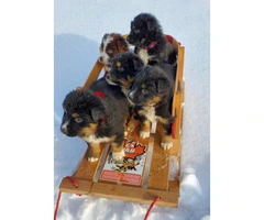 5 female Aussie puppies available - 4