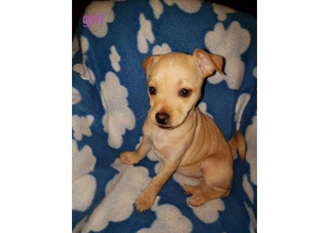 10 weeks old Greyhound / Chihuahua Puppy Mix