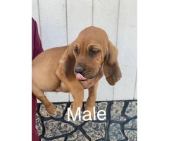 Full-blooded bloodhound puppies