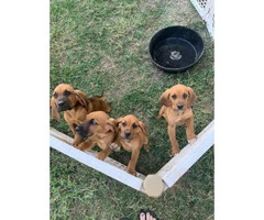 Full-blooded bloodhound puppies - 3