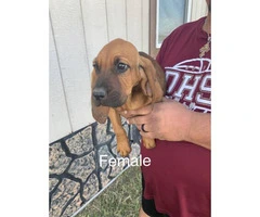 Full-blooded bloodhound puppies - 5