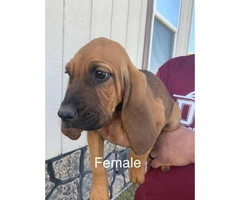 Full-blooded bloodhound puppies - 6