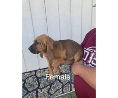 Full-blooded bloodhound puppies - 7