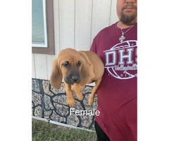 Full-blooded bloodhound puppies - 9