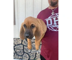 Full-blooded bloodhound puppies - 11