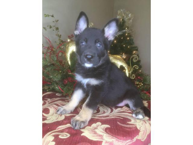 6 cute socialized AKC German Shepherds for sale in Columbus, Ohio - Puppies for Sale Near Me