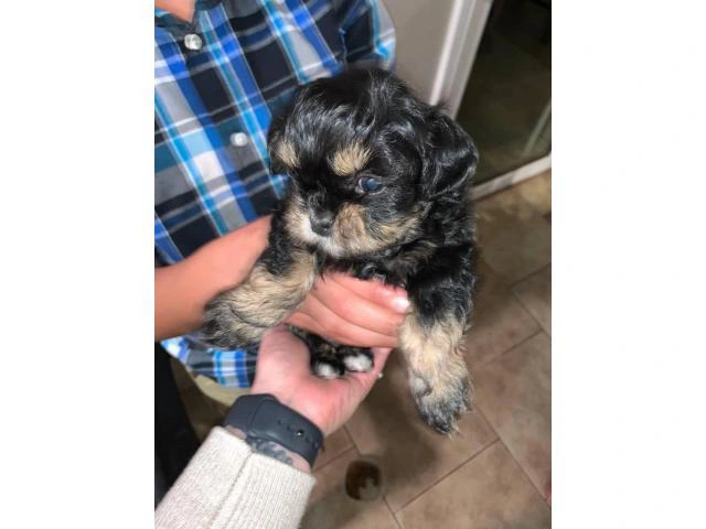 3 Shih-poo puppies available - 1/7
