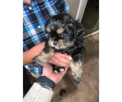 3 Shih-poo puppies available
