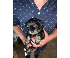 3 Shih-poo puppies available - 2