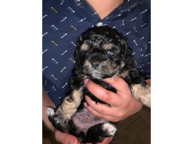 3 Shih-poo puppies available - 3/7