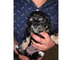 3 Shih-poo puppies available - 3