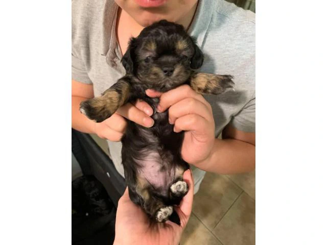 3 Shih-poo puppies available - 4/7
