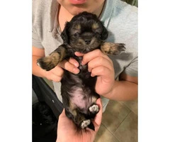3 Shih-poo puppies available - 4