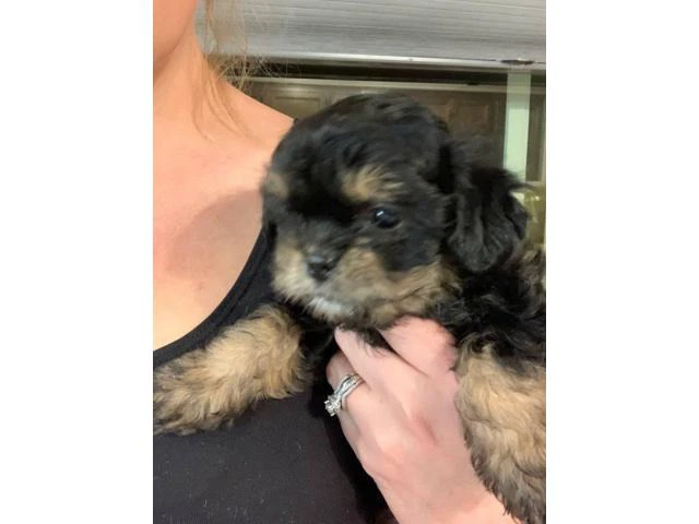 3 Shih-poo puppies available - 5/7