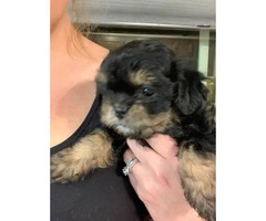 3 Shih-poo puppies available - 5