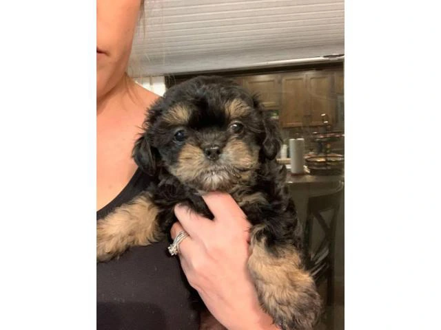 3 Shih-poo puppies available - 6/7