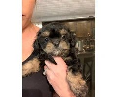 3 Shih-poo puppies available - 6