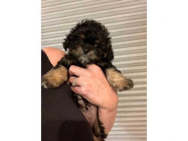 3 Shih-poo puppies available - 7/7