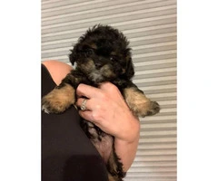 3 Shih-poo puppies available - 7