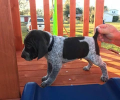 6 boys and 3 girls AKC Registered German Shorthair Pointer puppies - 2