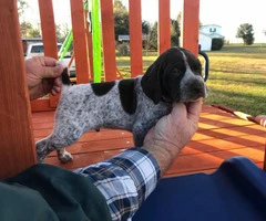 6 boys and 3 girls AKC Registered German Shorthair Pointer puppies - 3