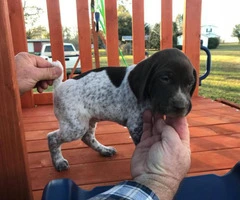6 boys and 3 girls AKC Registered German Shorthair Pointer puppies - 4