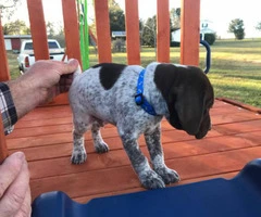6 boys and 3 girls AKC Registered German Shorthair Pointer puppies - 5