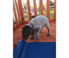 6 boys and 3 girls AKC Registered German Shorthair Pointer puppies - 6