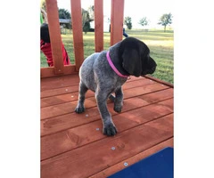 6 boys and 3 girls AKC Registered German Shorthair Pointer puppies - 7