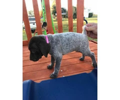 6 boys and 3 girls AKC Registered German Shorthair Pointer puppies - 8