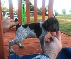 6 boys and 3 girls AKC Registered German Shorthair Pointer puppies - 10
