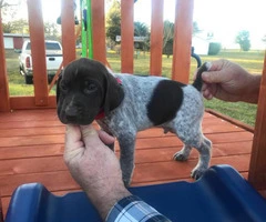 6 boys and 3 girls AKC Registered German Shorthair Pointer puppies - 11