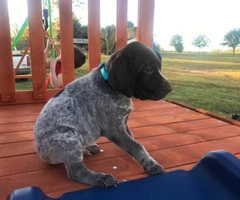 6 boys and 3 girls AKC Registered German Shorthair Pointer puppies - 12
