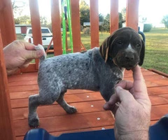6 boys and 3 girls AKC Registered German Shorthair Pointer puppies - 13