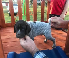 6 boys and 3 girls AKC Registered German Shorthair Pointer puppies - 14