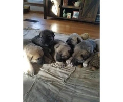 Anatolian Shepherd Puppies, girls and boys to choose from