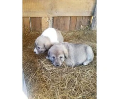 Anatolian Shepherd Puppies, girls and boys to choose from - 2