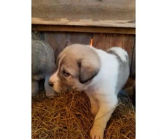 Anatolian Shepherd Puppies, girls and boys to choose from - 3