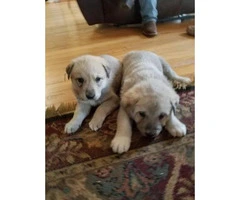 Anatolian Shepherd Puppies, girls and boys to choose from - 4
