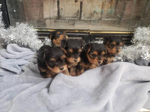 5 pretty Yorkies for rehoming in Pueblo, Colorado - Puppies for Sale